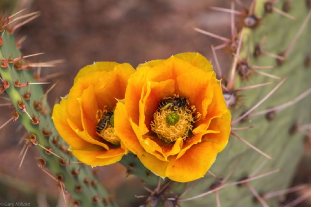 Yellow Flower Prickly Pear Cactus
Taliesin West - Frank Lloyd Wright
Scottsdale  AZ